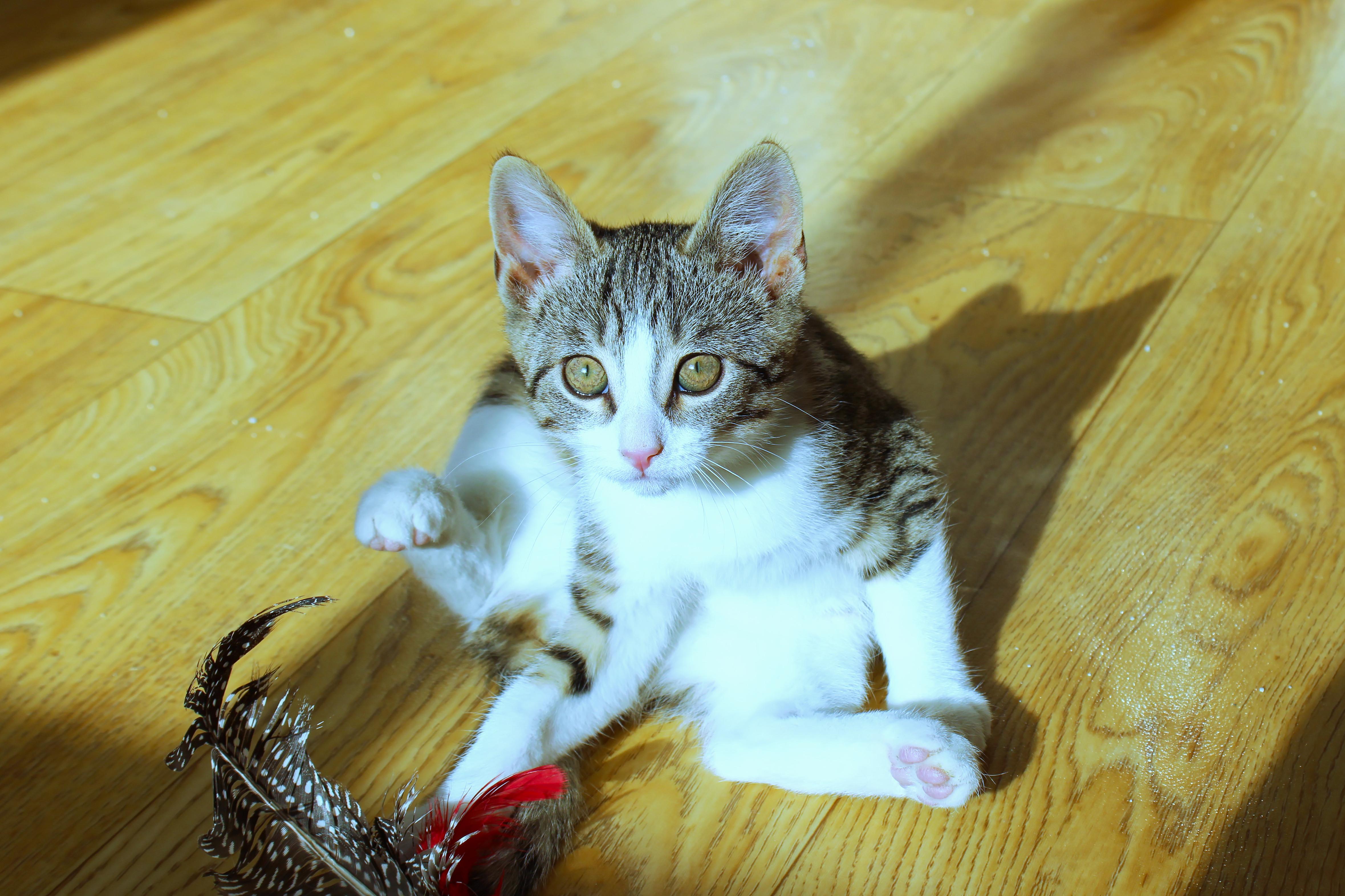 Enlarge Mistletoe, a ADOPTABLE American Shorthair in Urbana, OH image 2/6