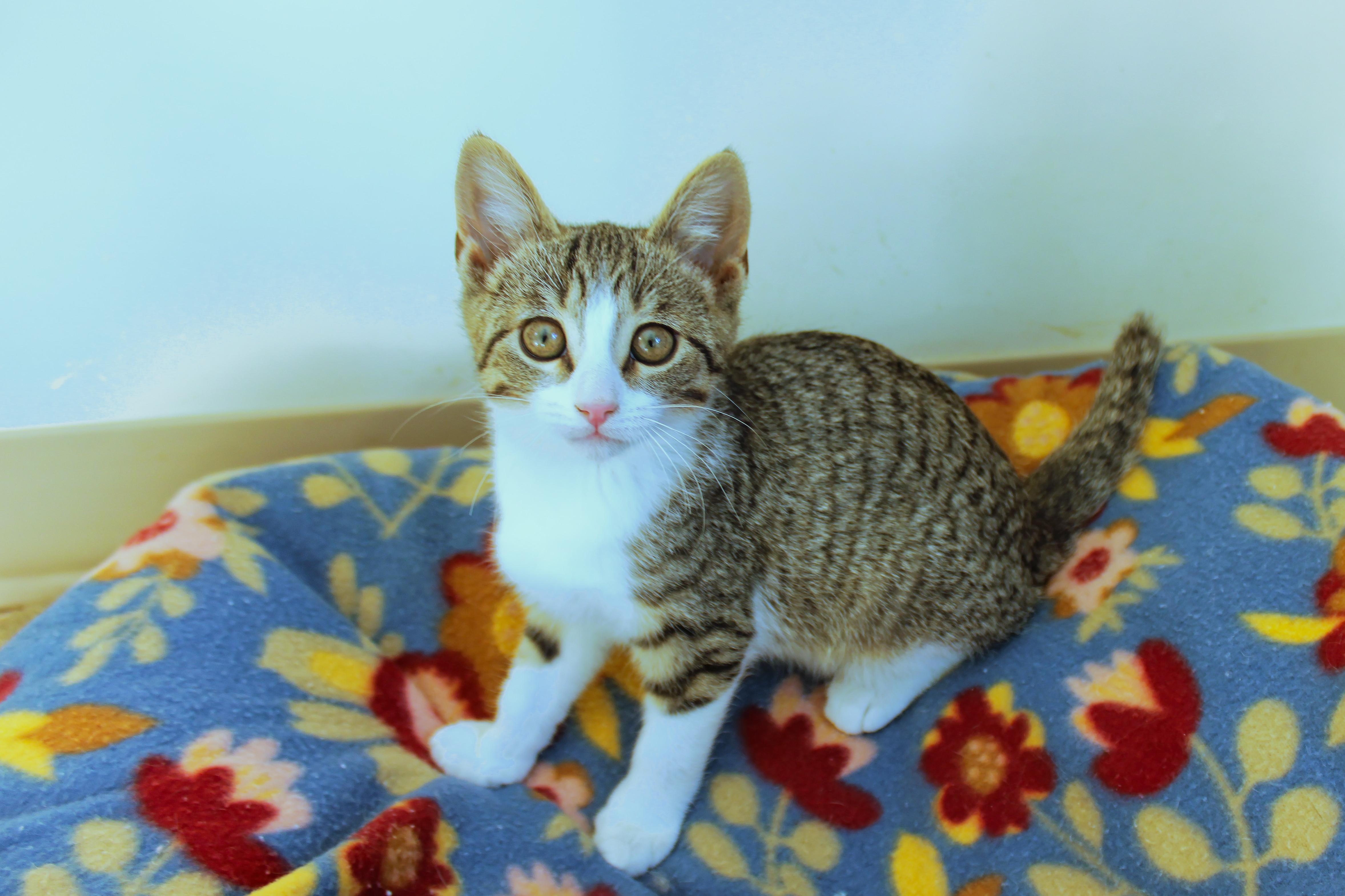 Enlarge Mistletoe, a ADOPTABLE American Shorthair in Urbana, OH image 1/6