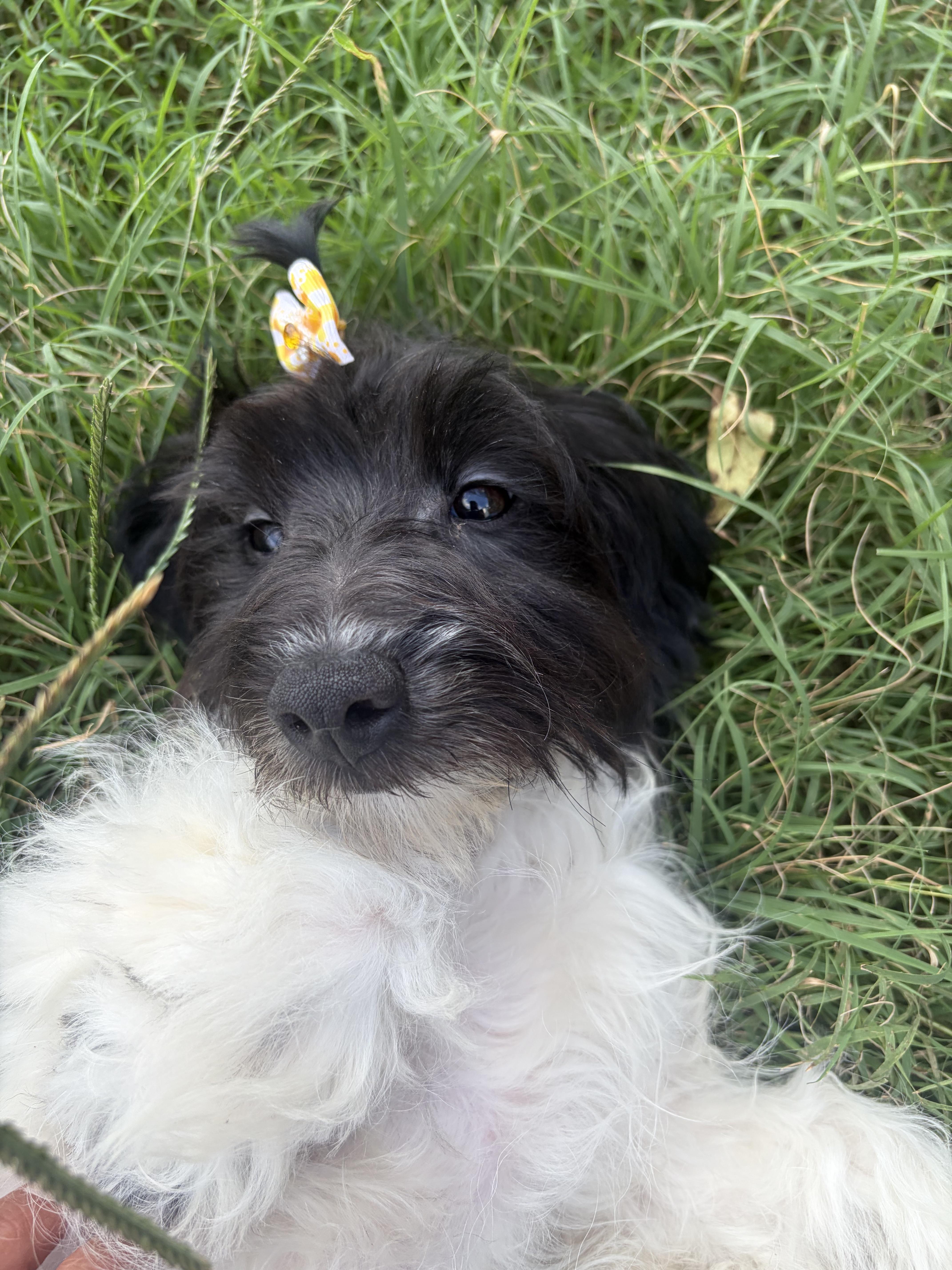 Enlarge Annie, a Adopted mixed breed in polkton, NC image 2/3