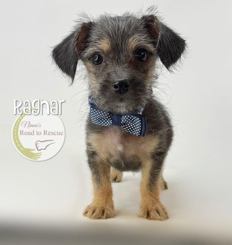 Enlarge Ragnar, a Adoptable mixed breed in Benton, LA image 1/2