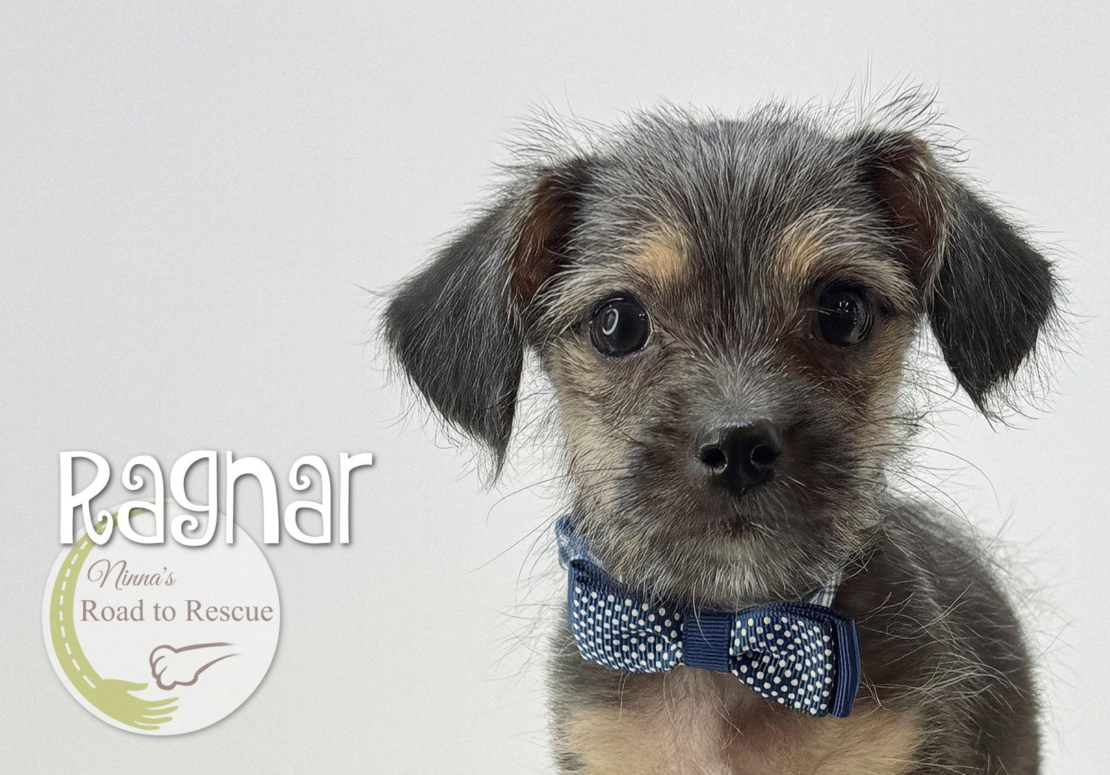 Enlarge Ragnar, a Adoptable mixed breed in Benton, LA image 2/2