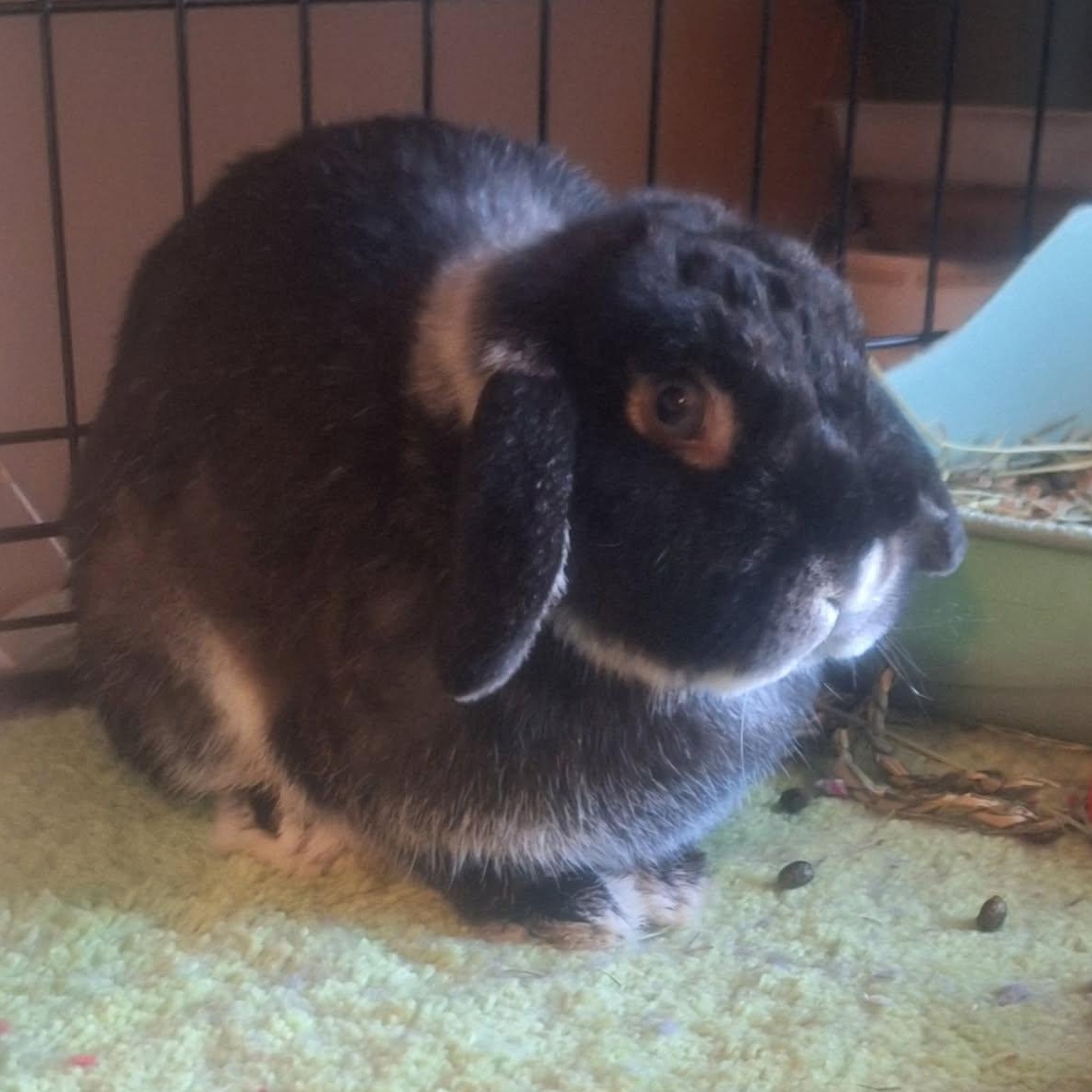 Enlarge Spaghetti, a ADOPTABLE Holland Lop in Knoxville, TN image 2/5