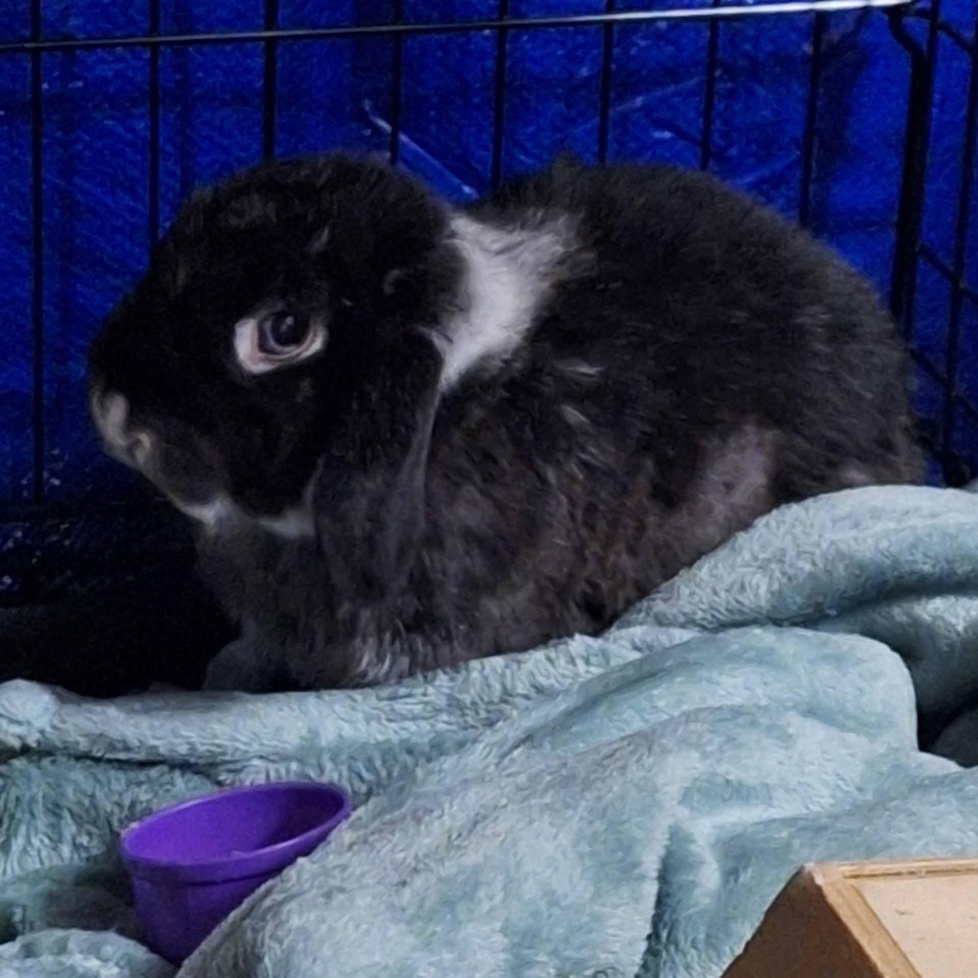 Enlarge Spaghetti, a ADOPTABLE Holland Lop in Knoxville, TN image 4/5