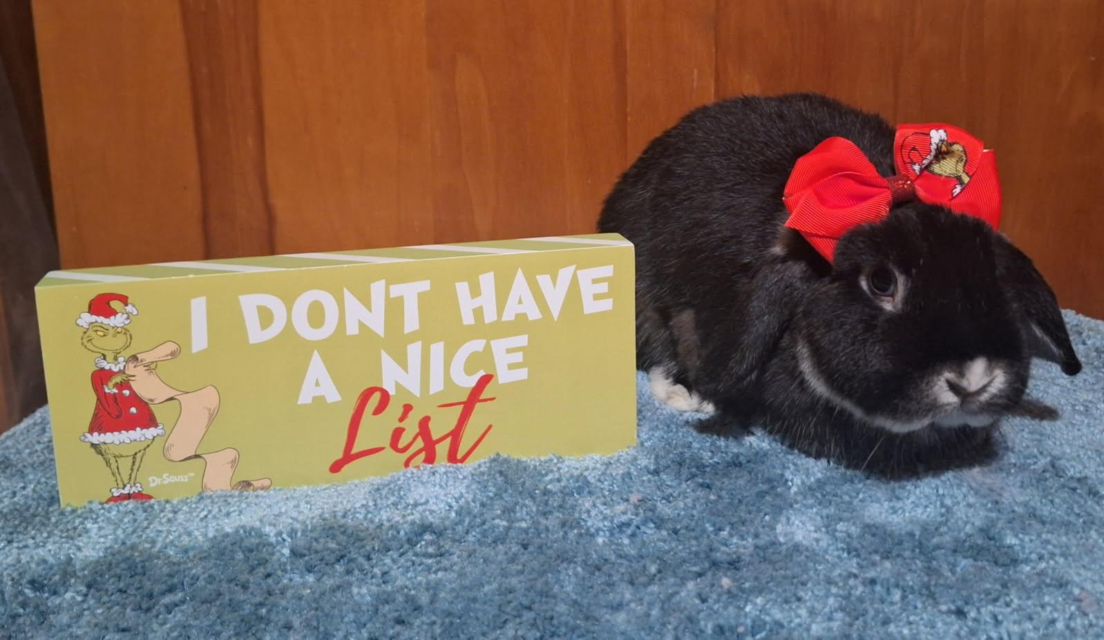 Enlarge Spaghetti, a ADOPTABLE Holland Lop in Knoxville, TN image 3/5