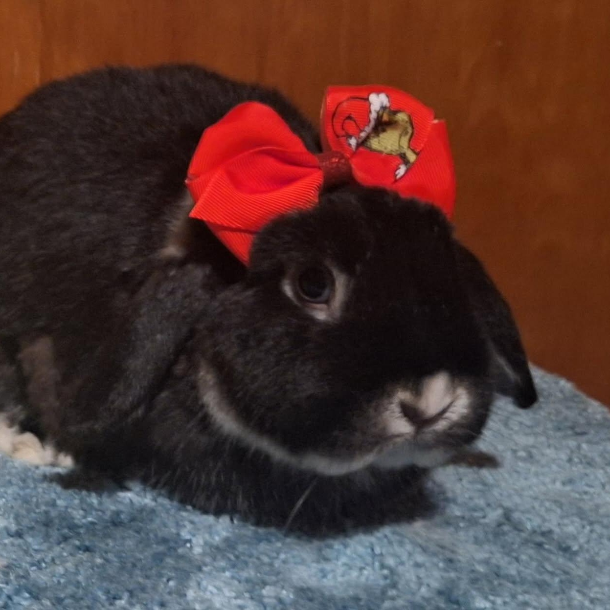 Enlarge Spaghetti, a ADOPTABLE Holland Lop in Knoxville, TN image 1/5