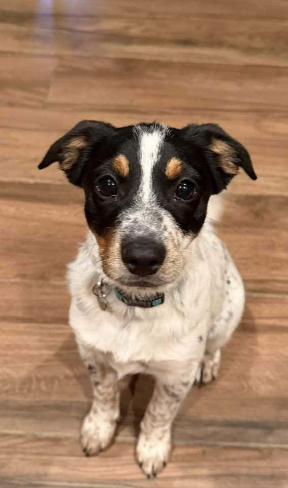 Faith, a Adopted mixed breed in Phoenix, AZ image 1/3