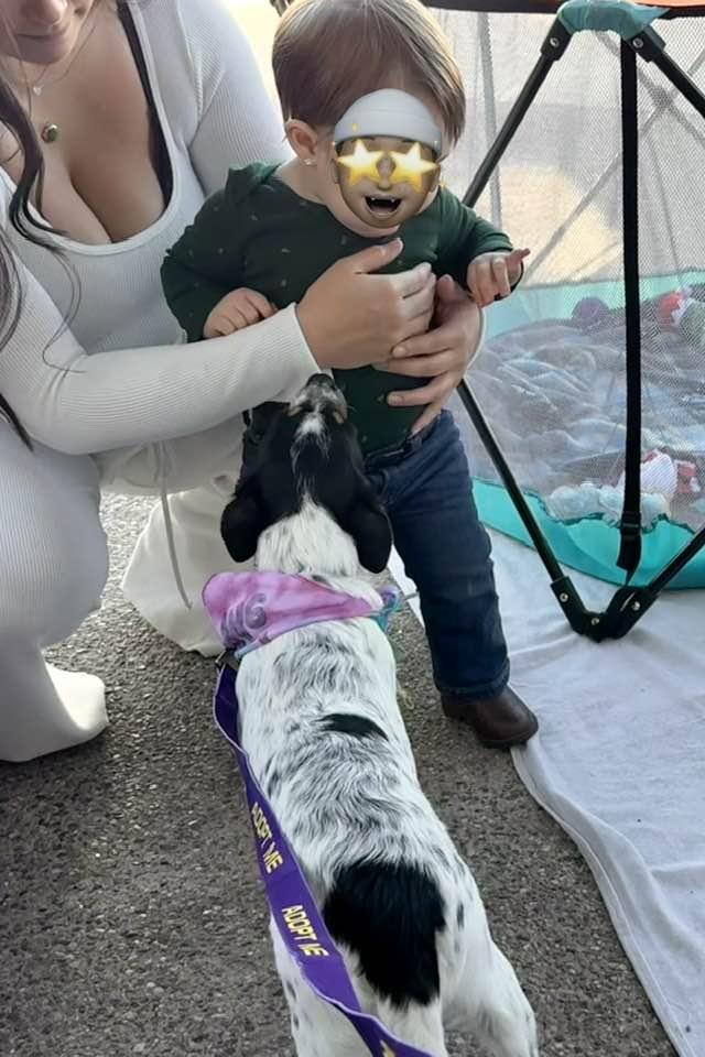 Faith, a Adopted mixed breed in Phoenix, AZ image 3/3