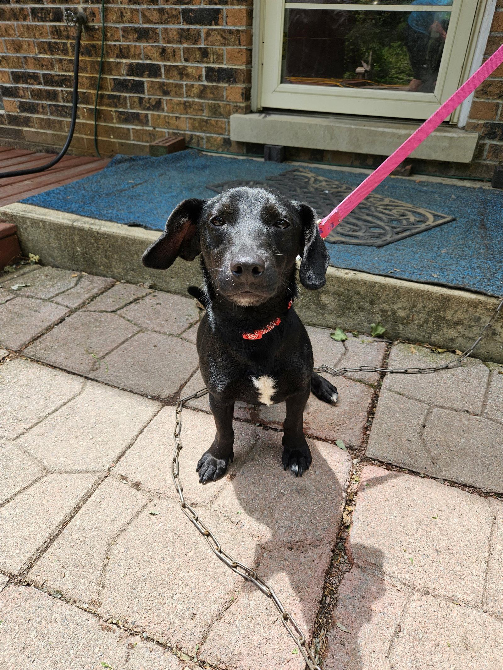 Meyer    1551, Adoptable, Young Male Dachshund.