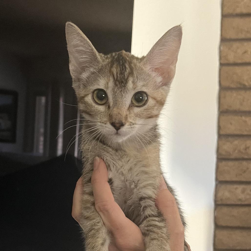 Paisley, a Adoptable Domestic Short Hair in Temecula, CA image 1/2