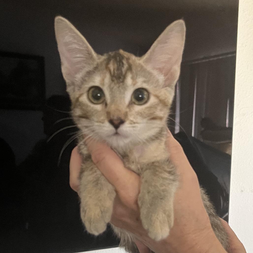 Paisley, a Adoptable Domestic Short Hair in Temecula, CA image 2/2