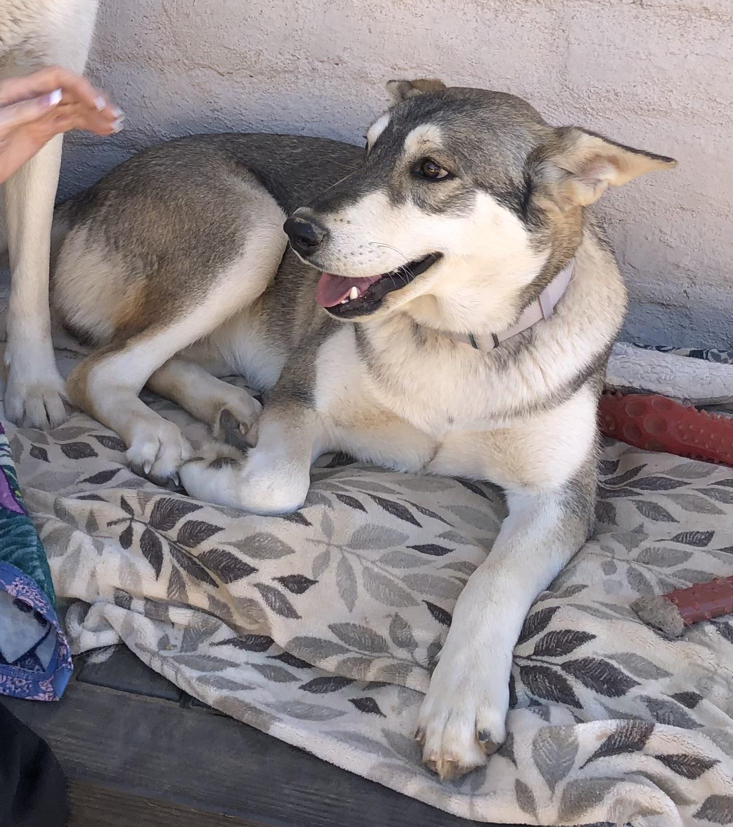 Enlarge Luna &  Nala, an adopted mixed breed in Scottsdale, AZ image 3/6