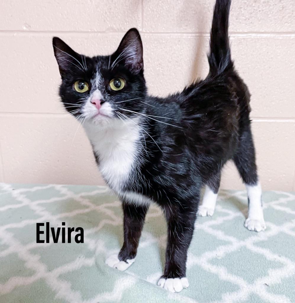 Enlarge Elvira, a Adoptable mixed breed in Clearfield, KY image 1/1