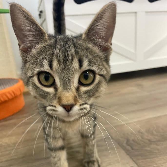 Lily, Adoptable, Young Female Domestic Short Hair.