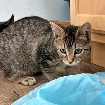 Enlarge Lily, a Adoptable Domestic Short Hair in Prescott, AZ image 2/3