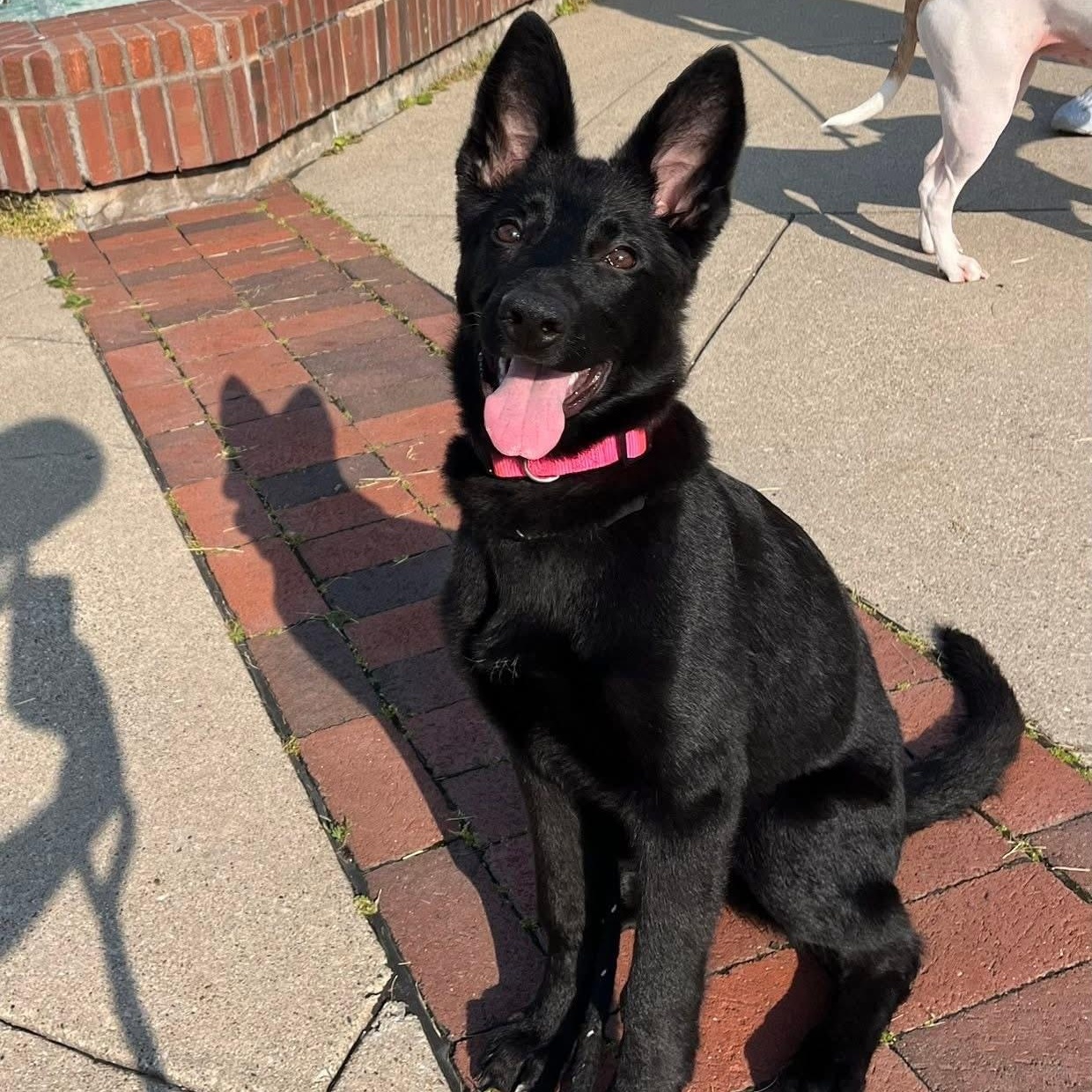 Enlarge Zuri, a Adopted German Shepherd Dog in Grand Blanc, MI image 1/5