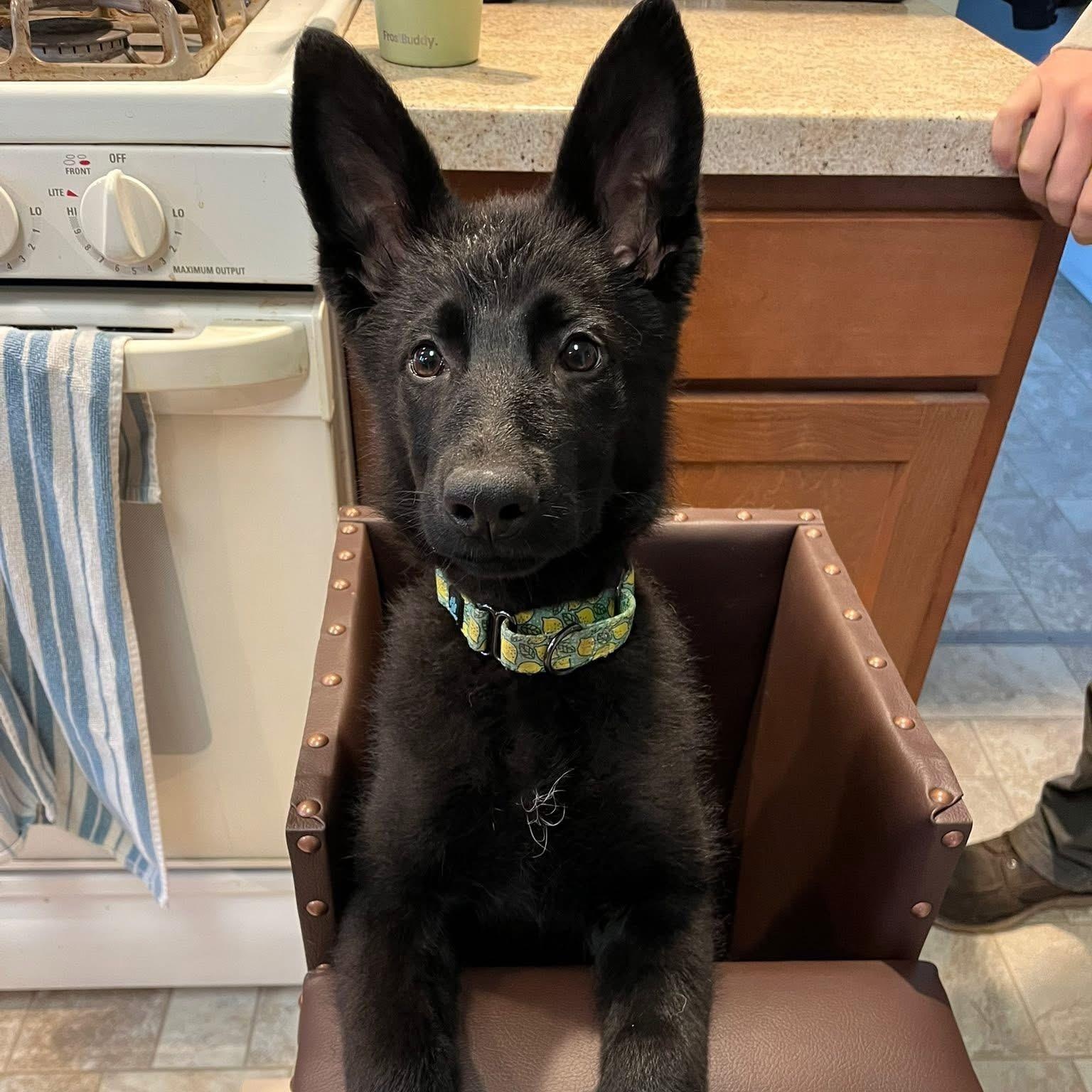 Enlarge Zuri, a Adopted German Shepherd Dog in Grand Blanc, MI image 2/5