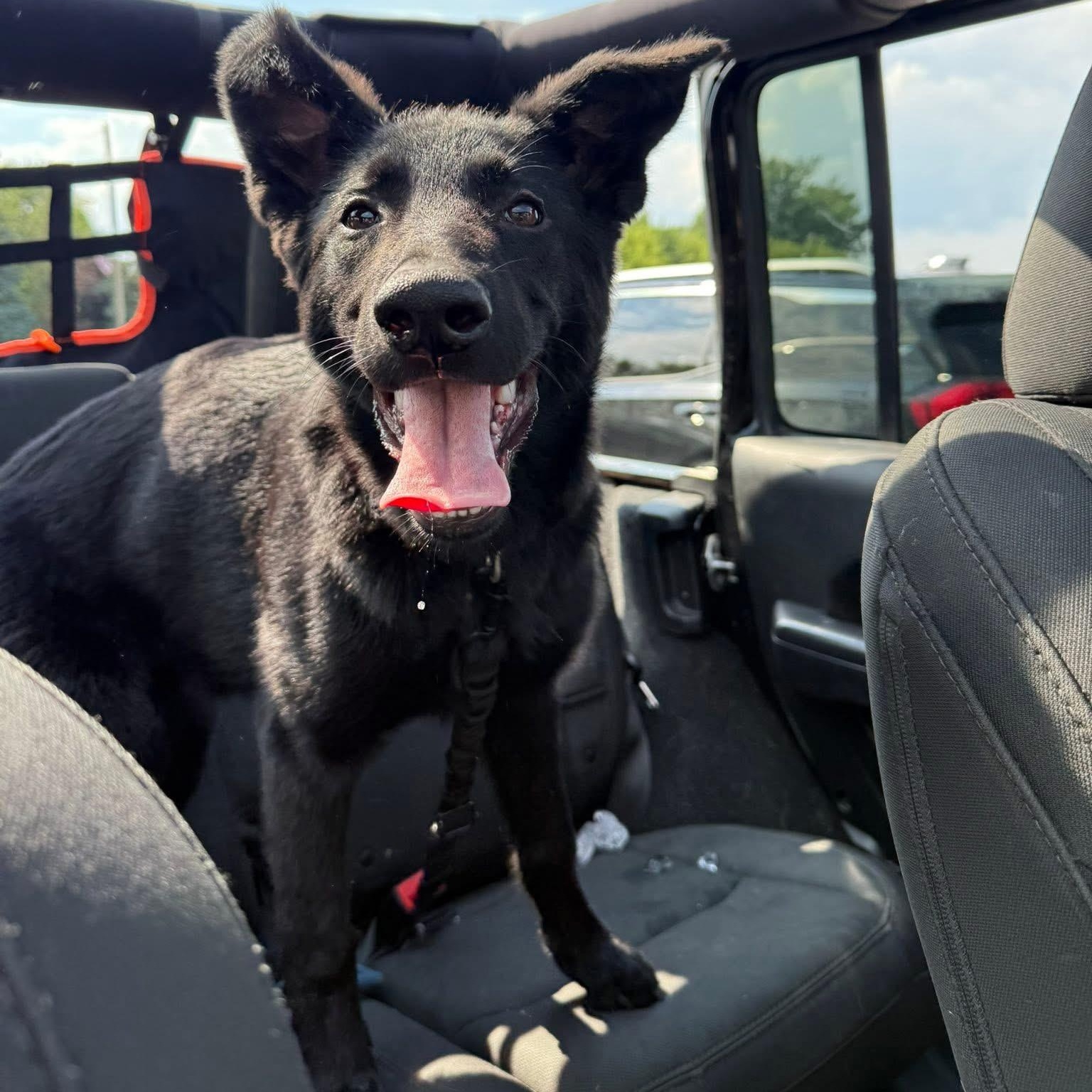 Enlarge Zuri, a Adopted German Shepherd Dog in Grand Blanc, MI image 3/5