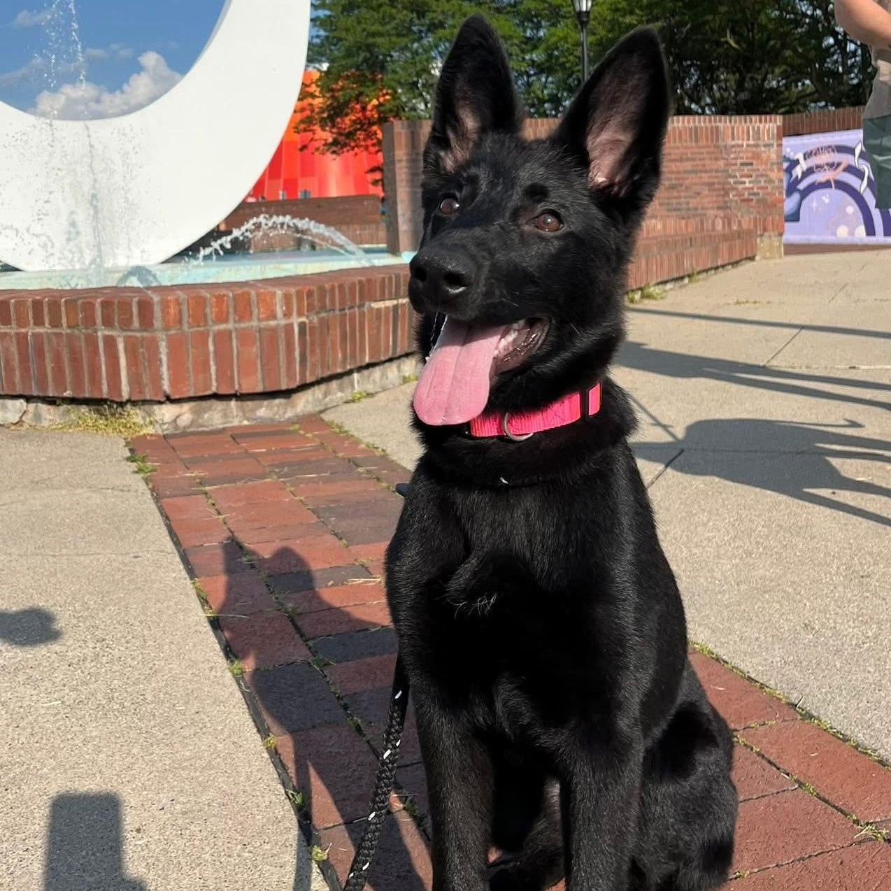 Enlarge Zuri, a Adopted German Shepherd Dog in Grand Blanc, MI image 4/5