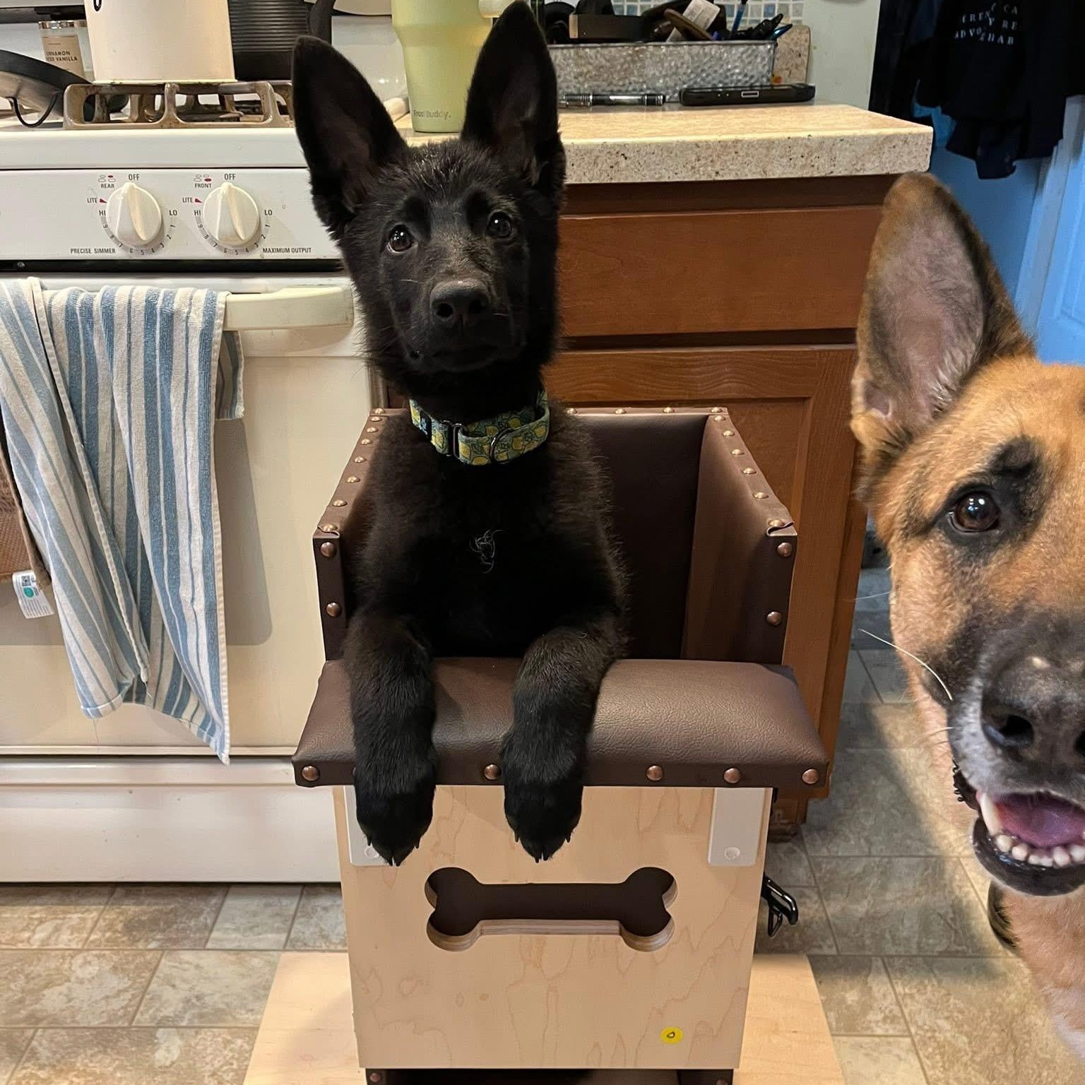 Enlarge Zuri, a Adopted German Shepherd Dog in Grand Blanc, MI image 5/5