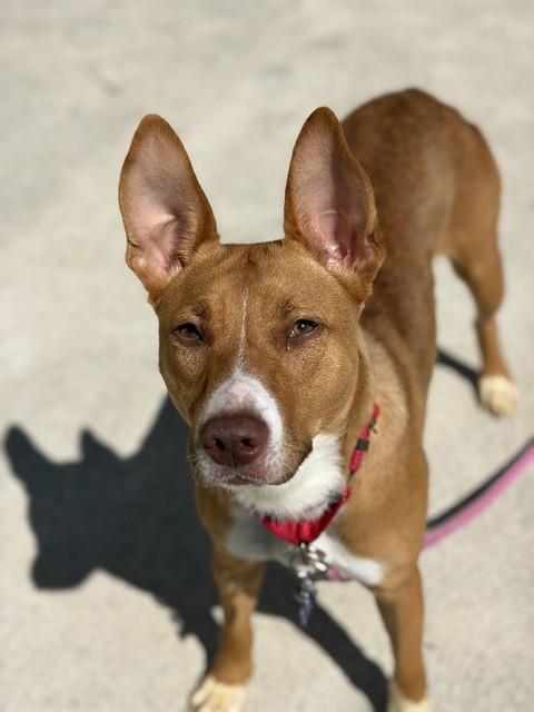 PENELOPE, Adoptable, Young Female Basenji & Pit Bull Terrier.