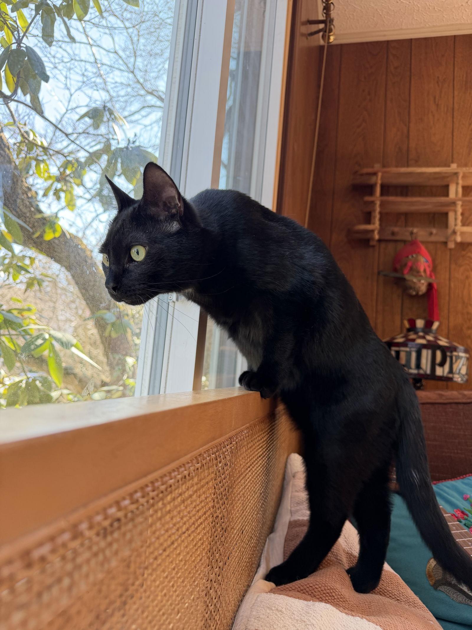 PeeWee, Adoptable, Adult Male Domestic Short Hair.