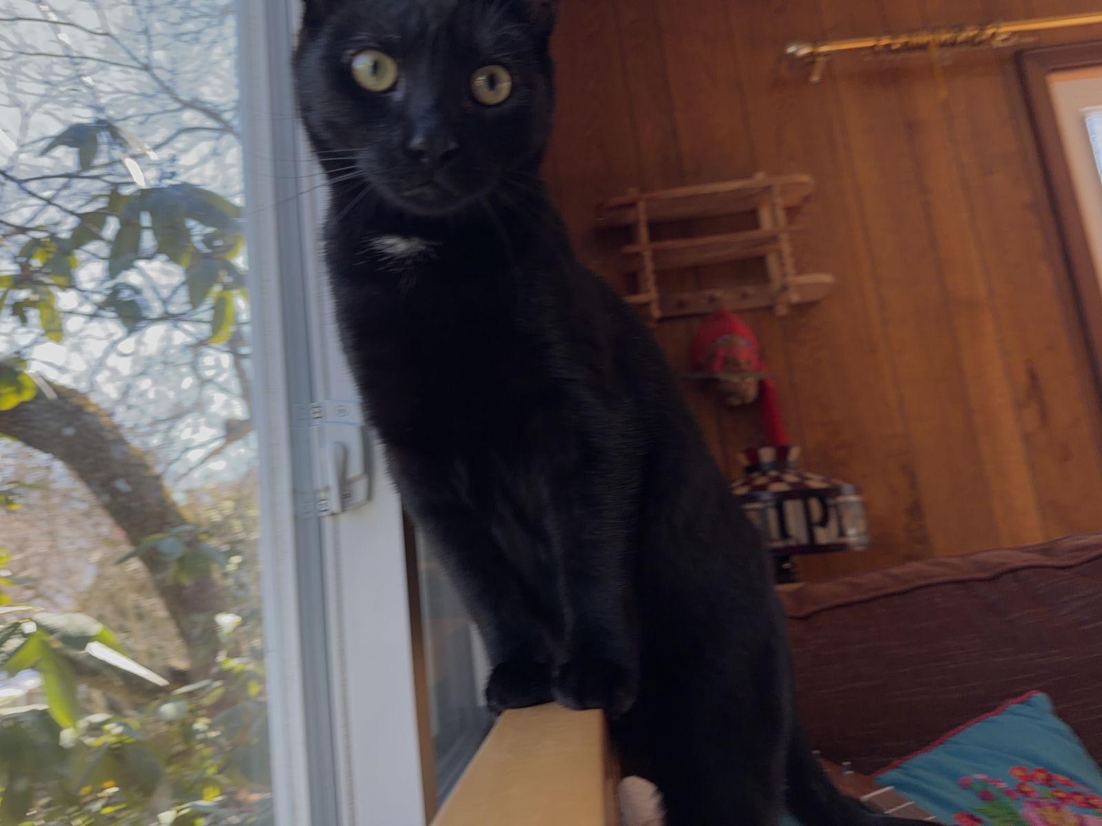 PeeWee, a Adoptable Domestic Short Hair in Rochester, NY image 2/3