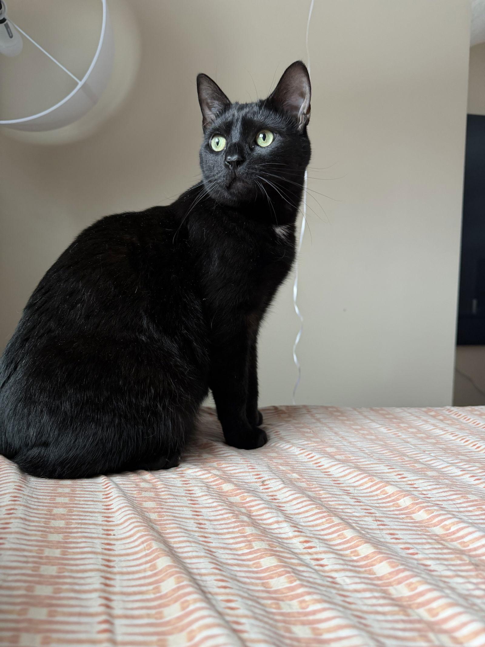 PeeWee, a Adoptable Domestic Short Hair in Rochester, NY image 3/3