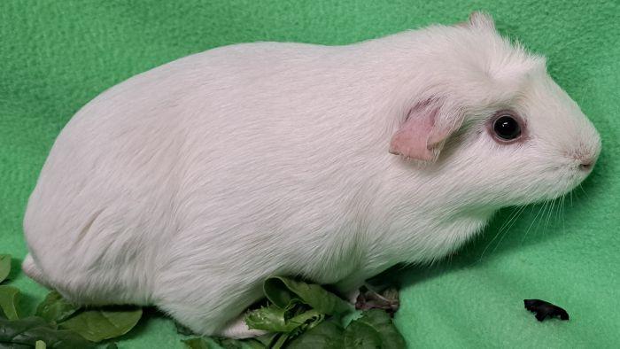 Pearl, a ADOPTABLE Guinea Pig in Gary, IN image 2/2