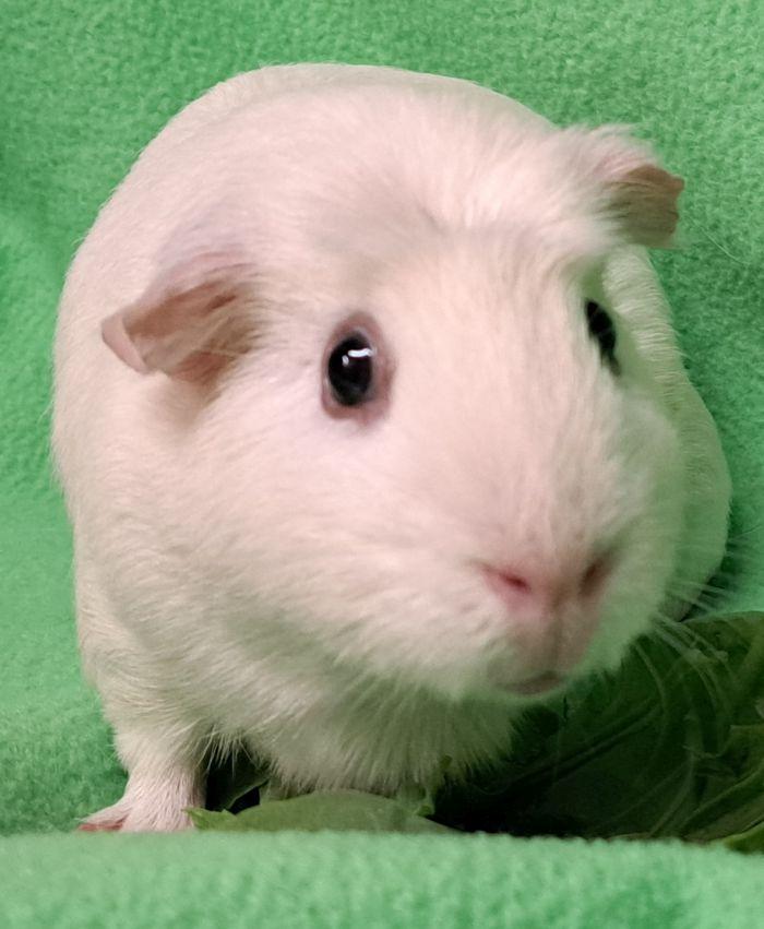 Pearl, ADOPTABLE, Adult Female Guinea Pig.