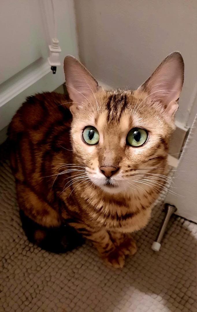 Taz, adopted, Adult Female Bengal.