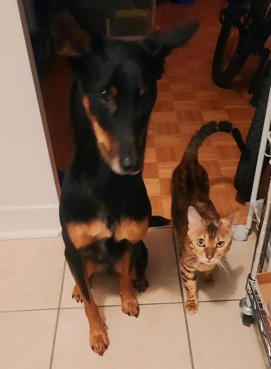 Enlarge Taz, an adopted Bengal in Ottawa, ON image 6/6