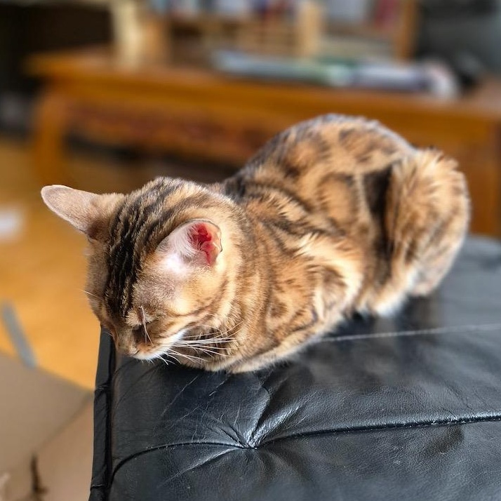 Enlarge Taz, an adopted Bengal in Ottawa, ON image 3/6