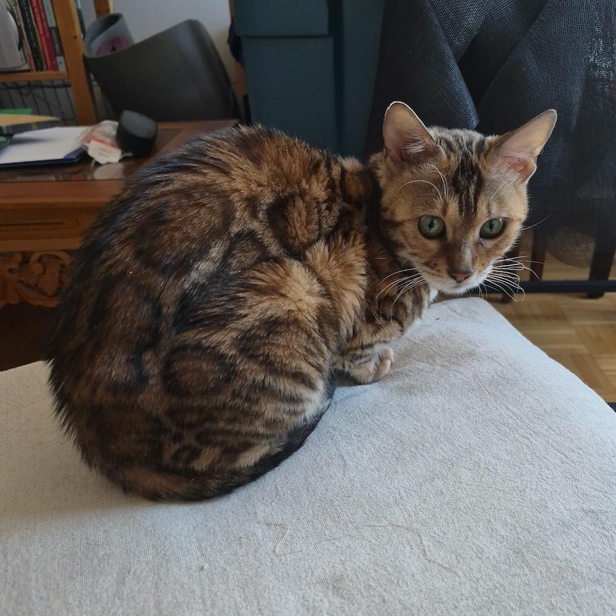 Enlarge Taz, an adopted Bengal in Ottawa, ON image 2/6