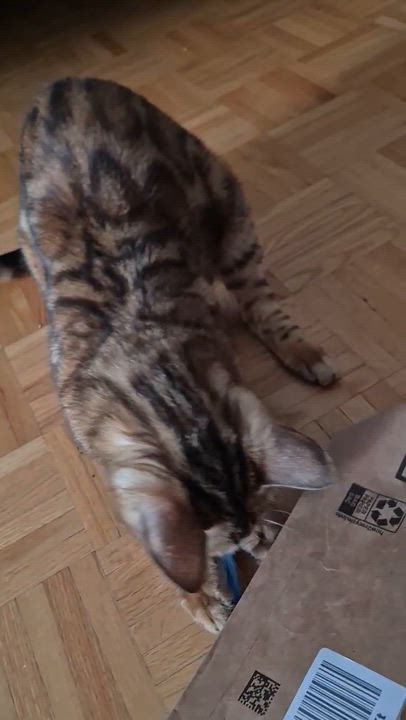 Enlarge Taz, an adopted Bengal in Ottawa, ON video 4/6