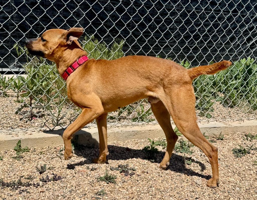 Diesel, Adoptable, Adult Male Pit Bull Terrier & Mixed Breed.