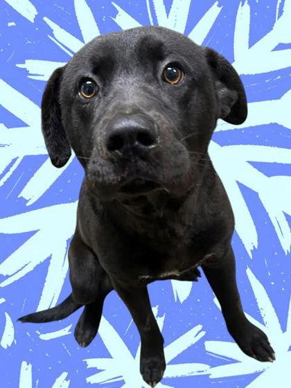 Narrow, a Adoptable Mixed Breed in Sullivan, IN image 1/3