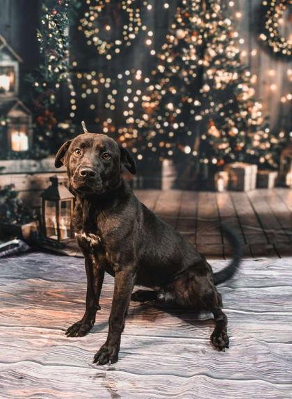 Narrow, a Adoptable Mixed Breed in Sullivan, IN image 2/3