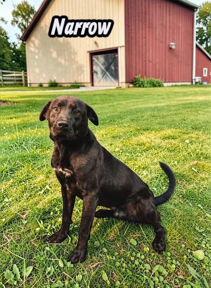 Enlarge Narrow, a Adoptable Mixed Breed in Sullivan, IN image 2/3