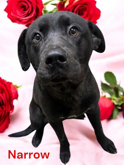 Narrow, a Adoptable Mixed Breed in Sullivan, IN image 3/3