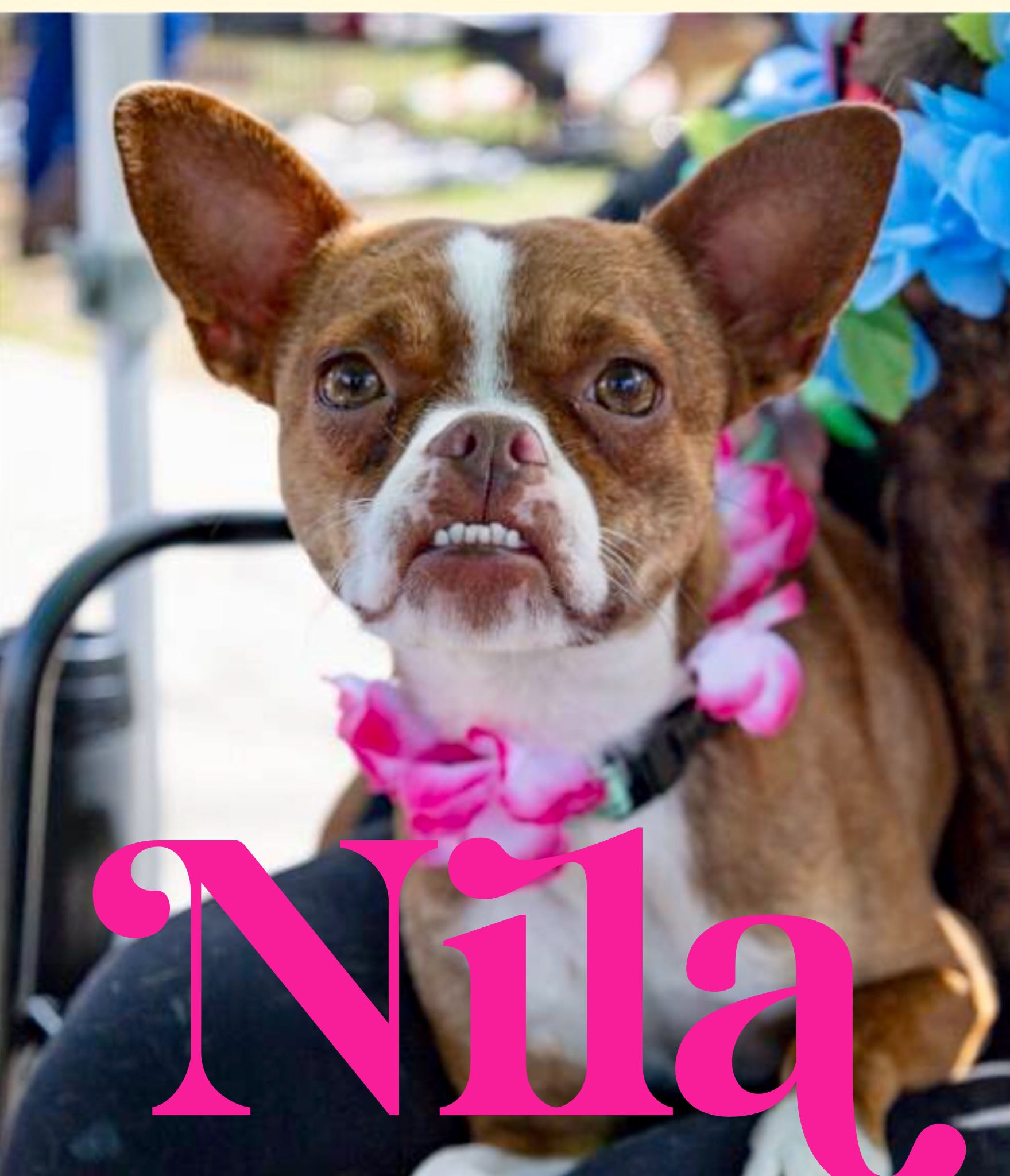 Nila