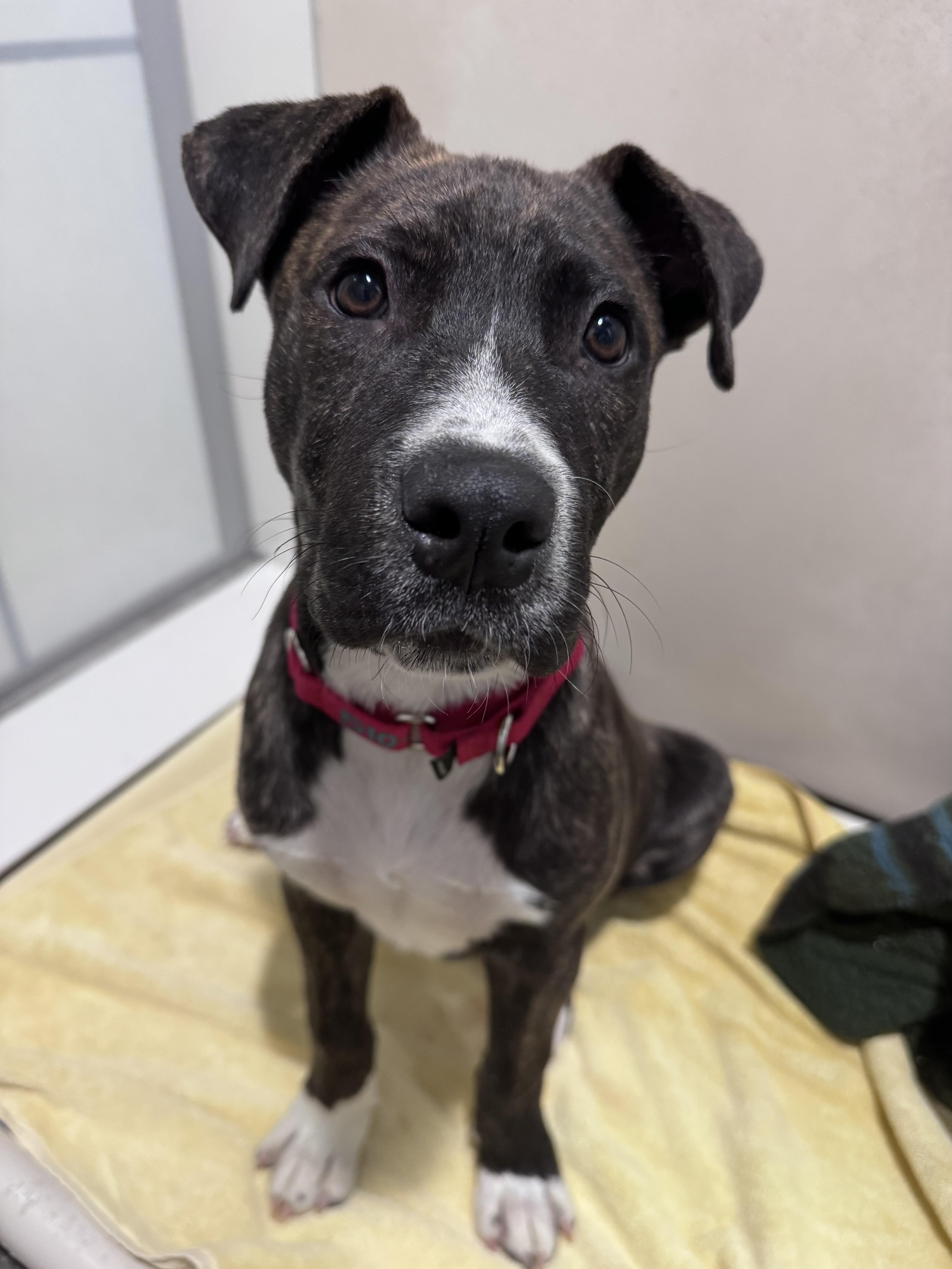 Enlarge Tizz, a Adoptable mixed breed in Berkeley, CA image 3/6