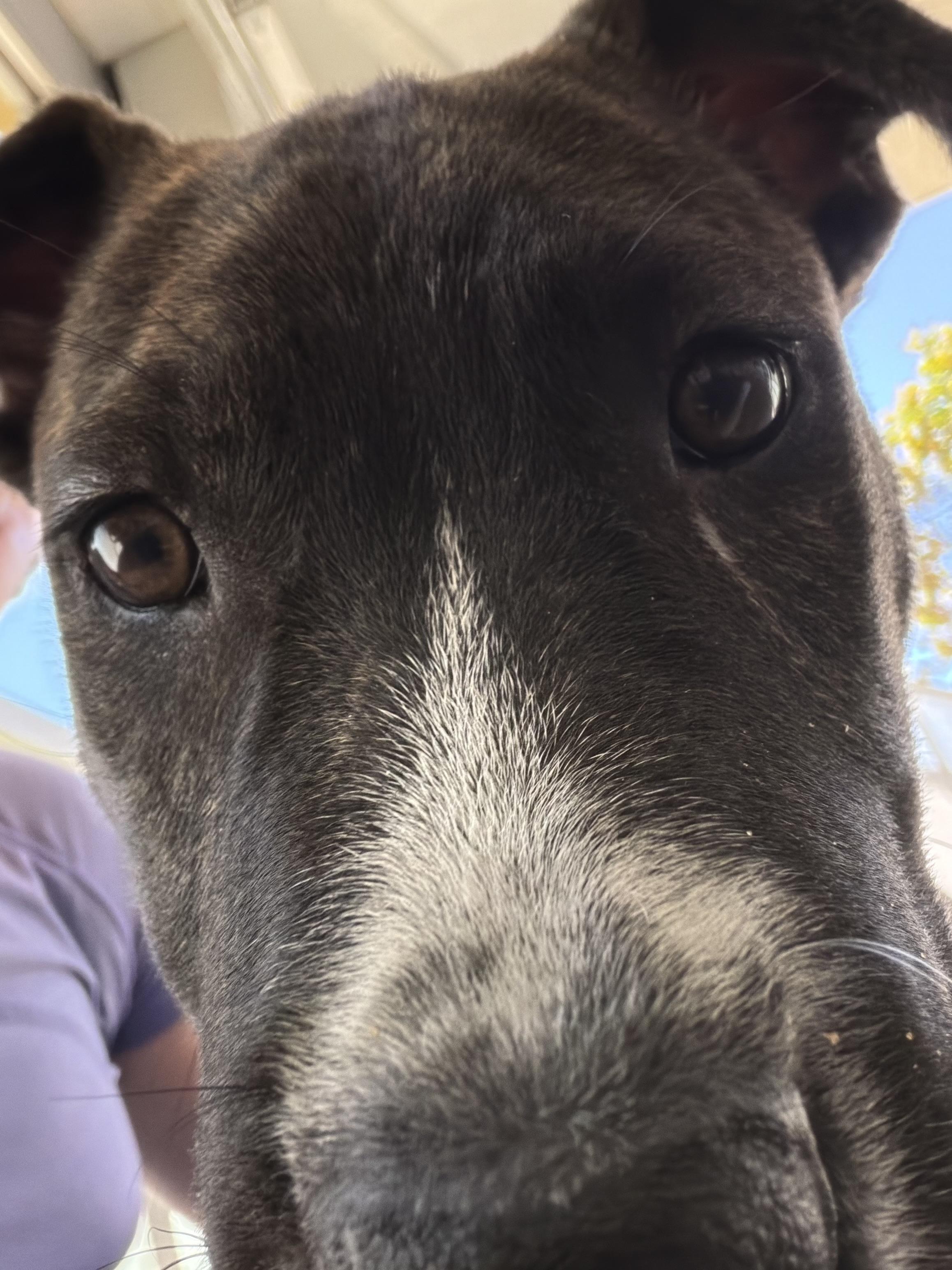 Enlarge Tizz, a Adoptable mixed breed in Berkeley, CA image 5/6