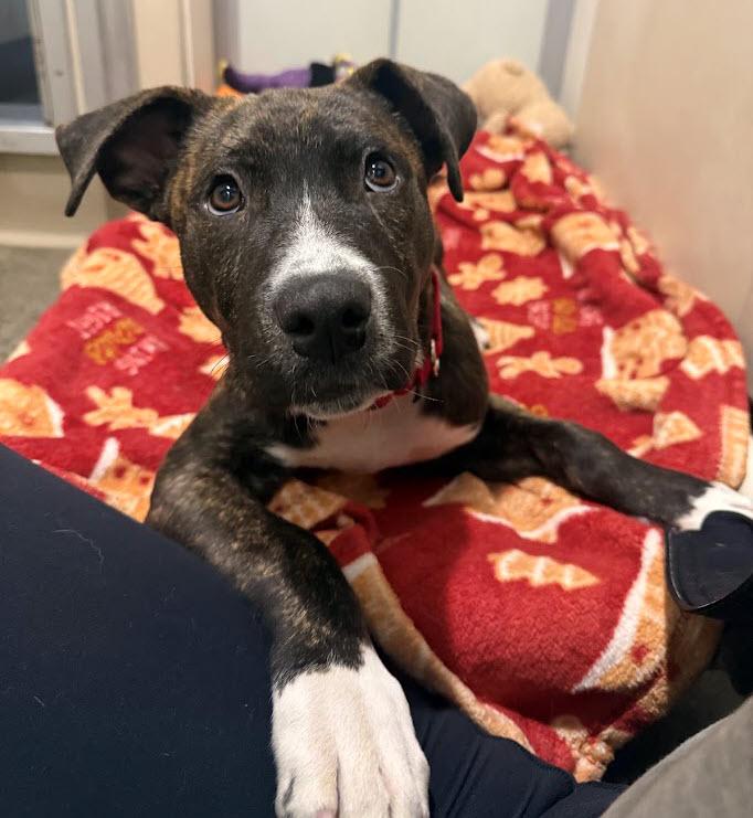 Enlarge Tizz, a Adoptable mixed breed in Berkeley, CA image 4/6