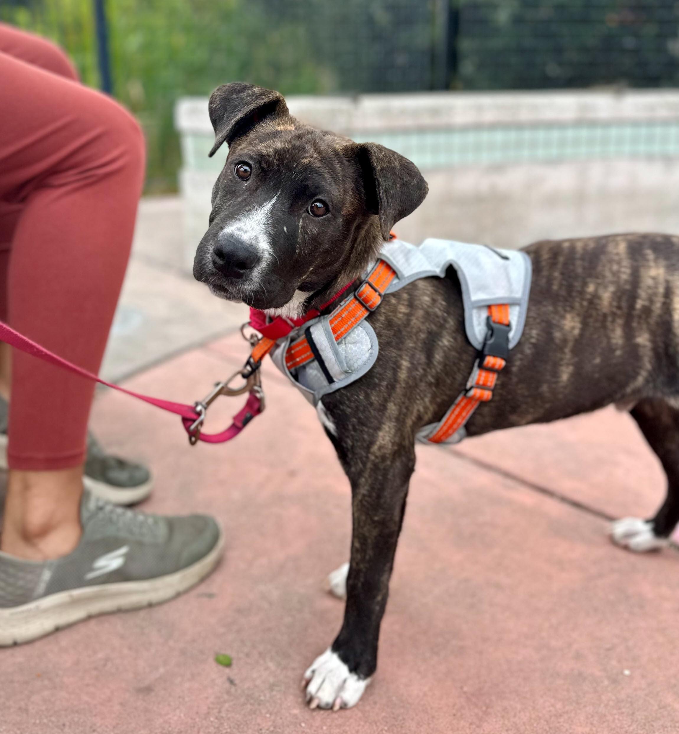 Enlarge Tizz, a Adoptable mixed breed in Berkeley, CA image 2/6