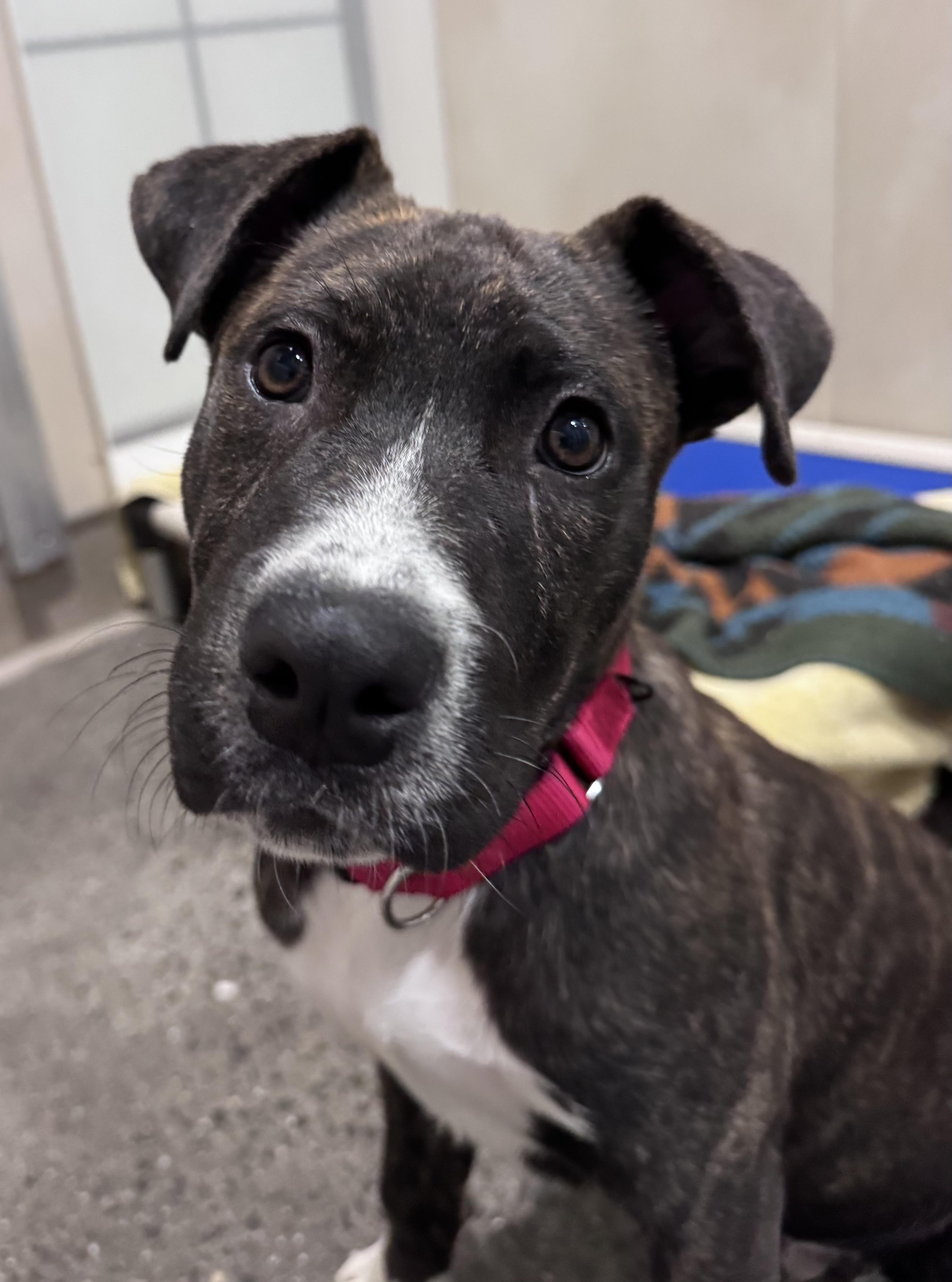 Enlarge Tizz, a Adoptable mixed breed in Berkeley, CA image 1/6