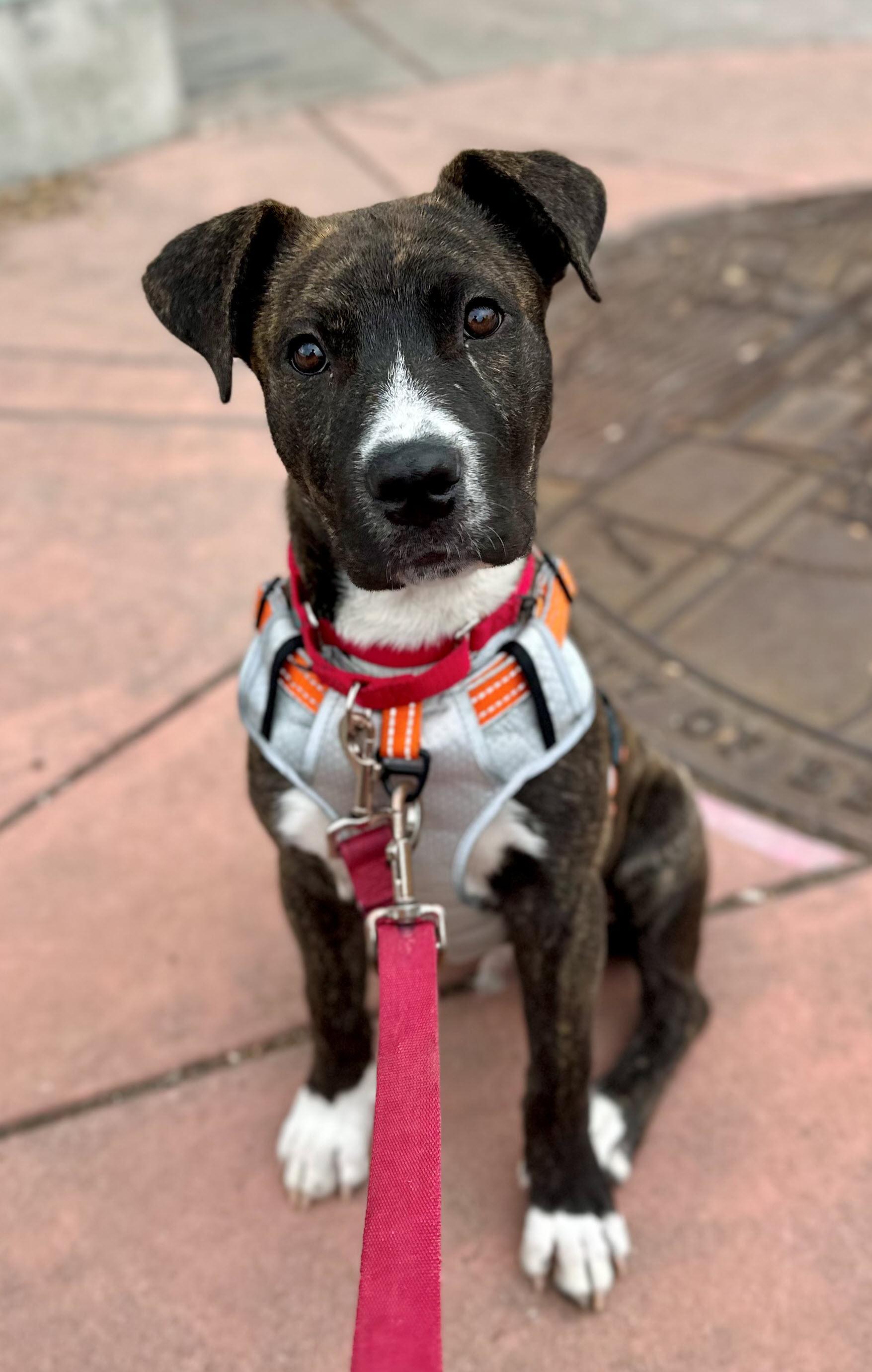 Enlarge Tizz, a Adoptable mixed breed in Berkeley, CA image 6/6
