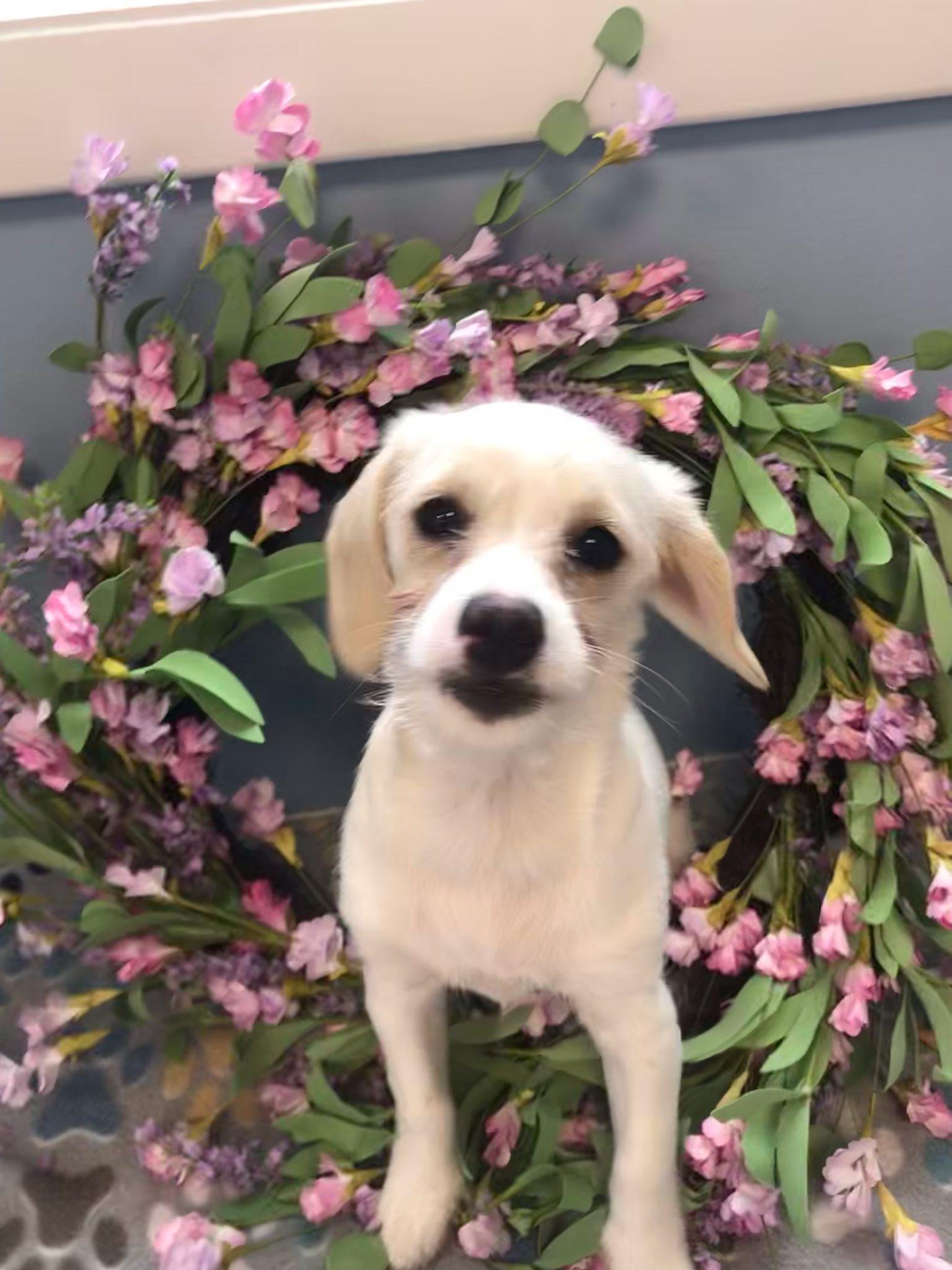 Hickory, ADOPTABLE, Puppy Female Mixed Breed.