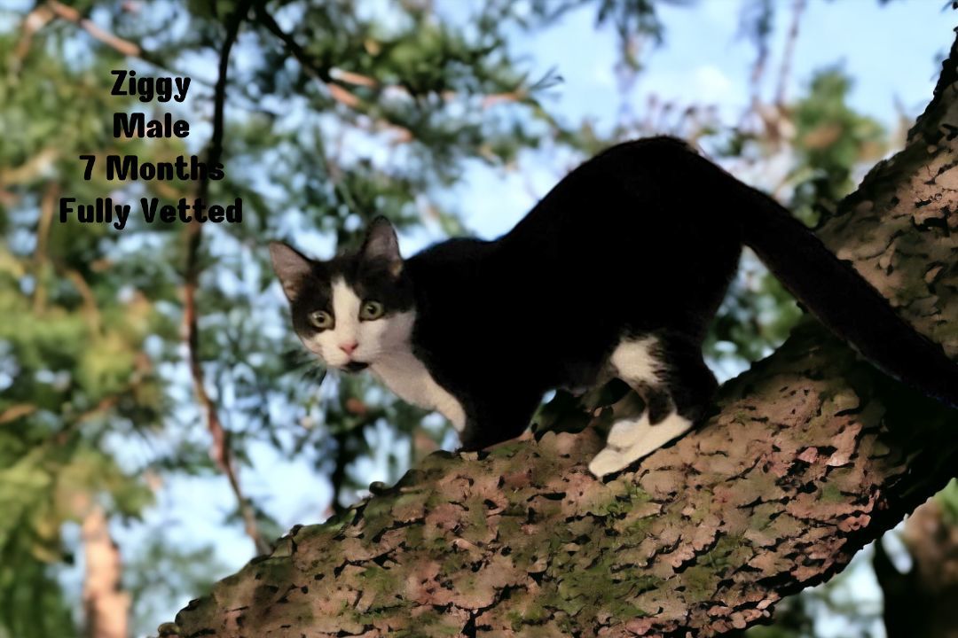 Ziggy , Young Male Domestic Short Hair