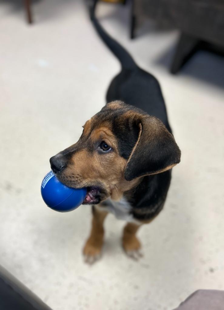 Chocolate Pound Cake, Adopted, Puppy Male Black Mouth Cur & Mixed Breed.