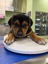 Enlarge Chocolate Pound Cake, a Adopted mixed breed in Blountville, TN image 2/6